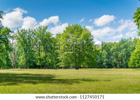 Green forest in summer.