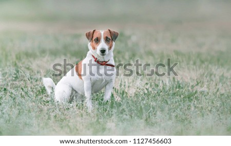 Portrait from distance of cute small white and red dog jack russel terrier sitting on grassland and looking forward at summer sunny day