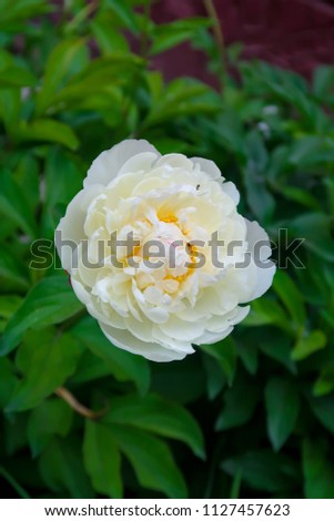flower peony white nature