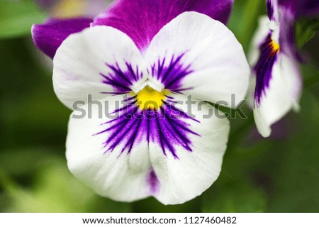 Close up of a white pansy flower