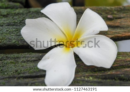 White flowers on wood
