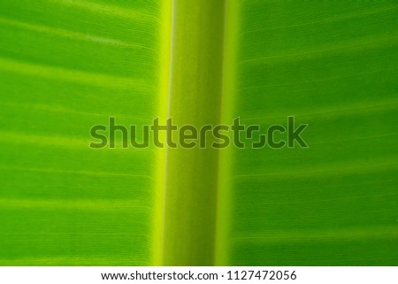 abstract green nature for background.Natural concept.Photo by selected focus.