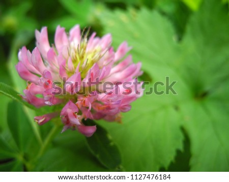 Blooming wild flowers of clower closeup outdoors              