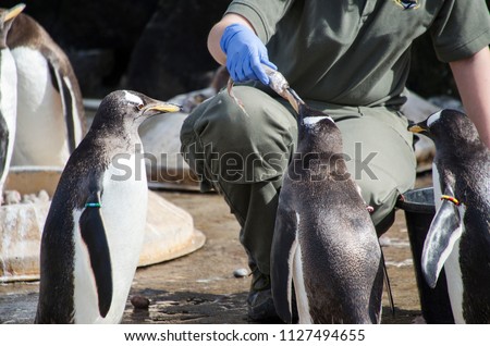 Person Feeding Penguin Fish