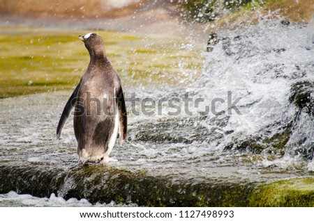 Single Gentoo Penguin by a Waterfall