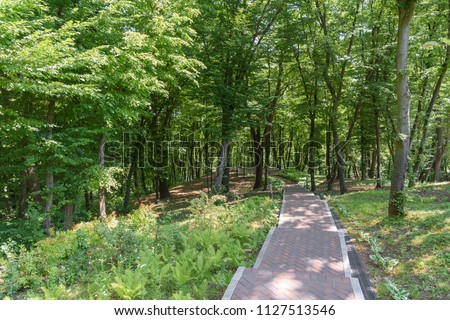 scenic view of trees in park with asphalt path 