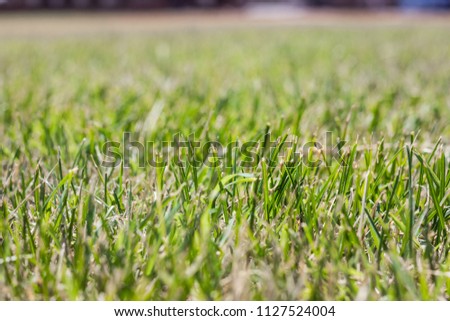 Photo of a lawn. Green cut grass. A picture with daylight. Close up shot. Texture or source for design.