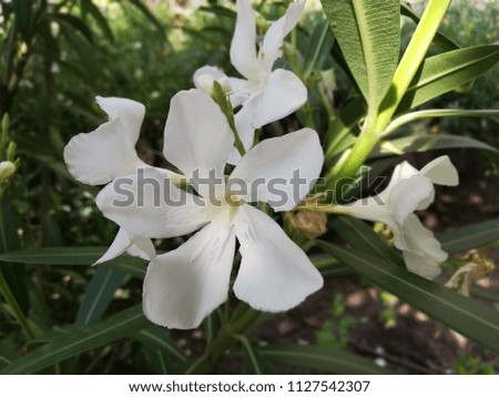 Close-up pictures of beautiful white flowers