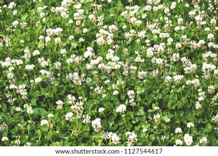 A beautiful backdrop of white clover