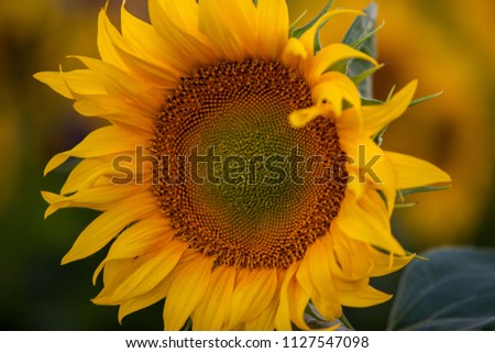 Field of sunflowers and sun. Beautiful nature with flowers.