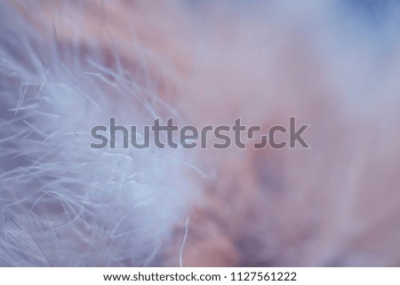 Bird,chickens feather texture for background Abstract,blur style and soft color of art design.