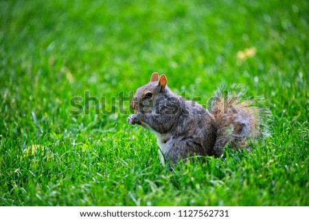 A squirrel eats and looks for food in a park