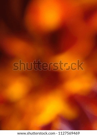 Abstract out of focus yellow lights coming from the mother nature with abstract background of Red flower. Abstract background of Red, Yellow, Purple and black color. 