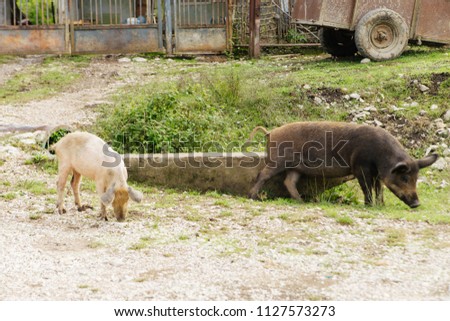 pigs walk near the House in the village