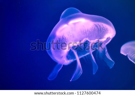 Jellyfish under water illuminated with pink light
