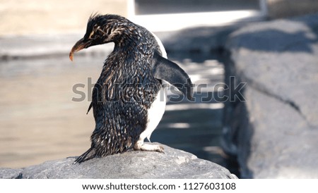 Wet penguin is standing on stone under sunshine