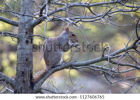 Picture of a squirrel in the wild, eating on a tree branch