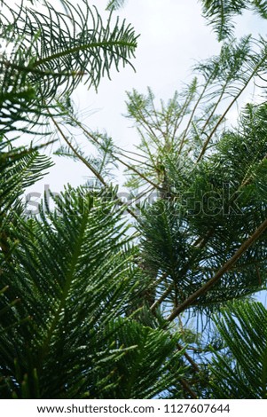 Looking up at a pine tree, Philippines