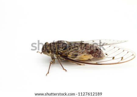 Adult size cicada on white background.