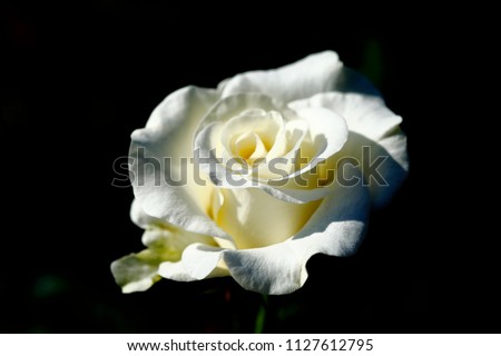 ROSE FLOWER ISOLATED