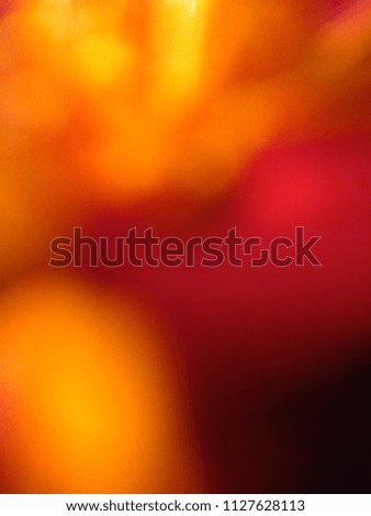 Abstract out of focus yellow lights coming from the mother nature with abstract background of Black color and red flower. Abstract background of Red, Yellow, Purple and black color. 