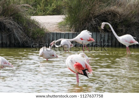 Flamingo wading birds in the water in Camargue natural park, on river Rhone, France