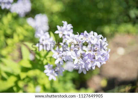 Light Blue Garden Flowers