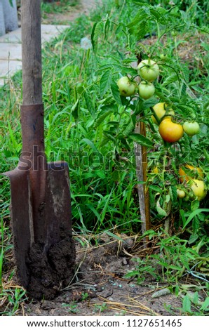 Picture of a shovel near a tomato