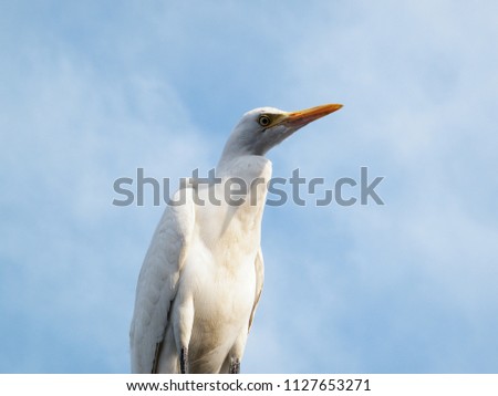 Cattle Egret (Bubulcus ibis) over blue sky