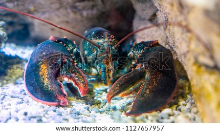 Lobster under water on a rocky bottom Royalty-Free Stock Photo #1127657957