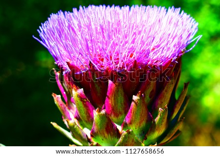 Beautiful purple flower on top of an artichoke attracts with its bright color the insects to carry its pollen