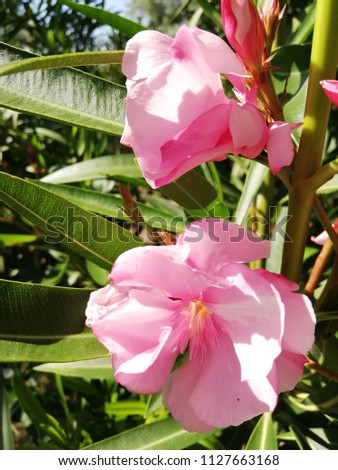 Close-up picture of beautiful pink flowers.