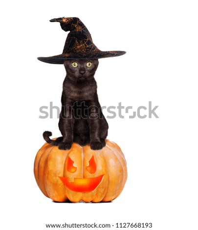 Black kitten wearing halloween hat sitting on the pumpkin in a white studio