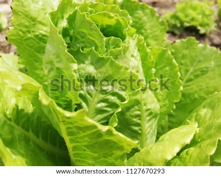 Close-up picture of a lettuce, a healthy and organic food choice.