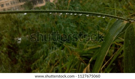 Water drops on tree sticks in Fall season. Close-up — Stock Photos
