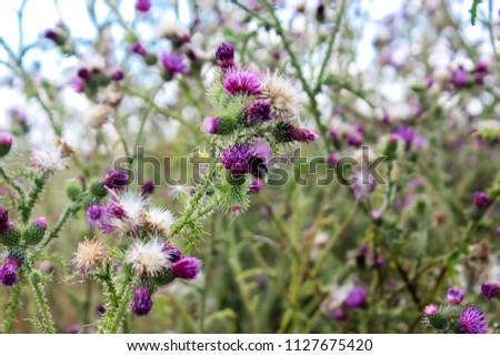 Closeup of Bumblebees and purple flowers in the nature in France