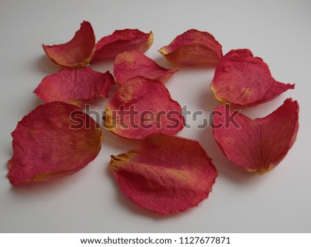 Blurred abstract background of dry rose petals.