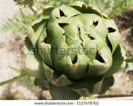 Close-up picture of a artichoke plant tree.