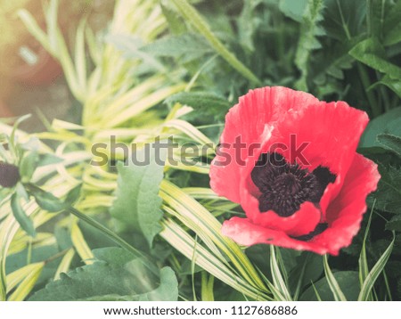 isolated red poppy flower on green background