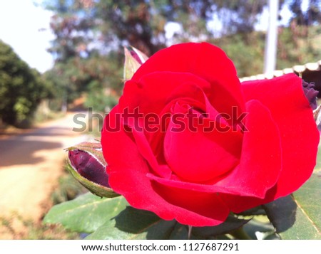 red rose blooming.