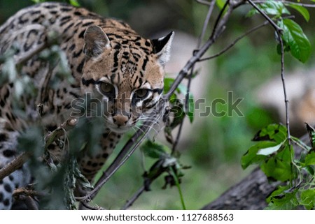 The ocelot (Leopardus pardalis) walks on the green meadow