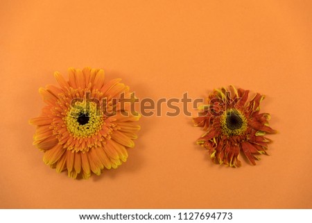 Flower on orange background