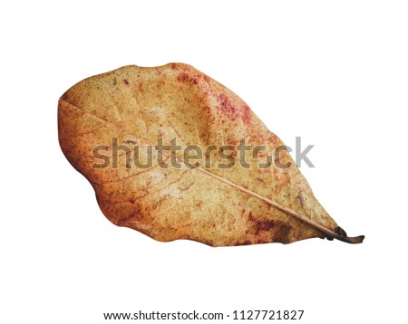 autumn dry leaves texture isolated on white background with clipping path
