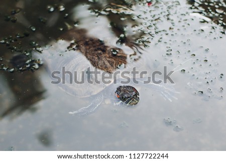 View from above of turtle swimming under water in lake. Head of reptile above water. Dirty brown water with bubbles on background. Concept of nature, wildlife and sea animals.
