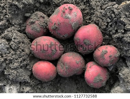 Freshly dug red-skinned potatoes in the potato row