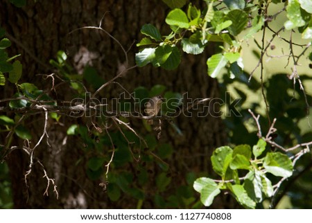Spotted flycatcher on a branch
