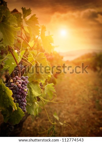 Nature background with Vineyard in autumn harvest. Ripe grapes in fall. Wine concept