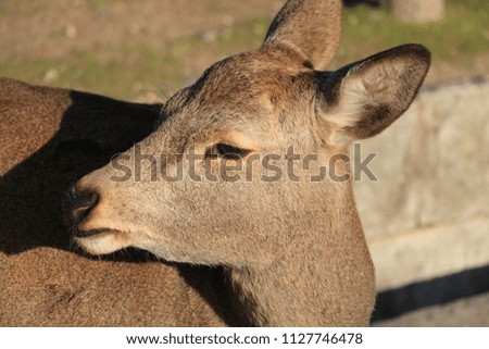 Deer in Nara in Japan
