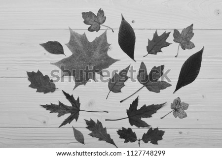 Dry leaves placed in centre. Autumn art concept. Collection of autumn leaves on wooden background. Maple, oak and cherry tree leaves of red, green, brown and yellow colors.
