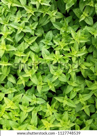 Green Leaves or green plants Background Stock Photo